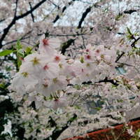画像600