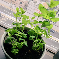 画像693