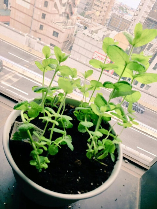 画像718
